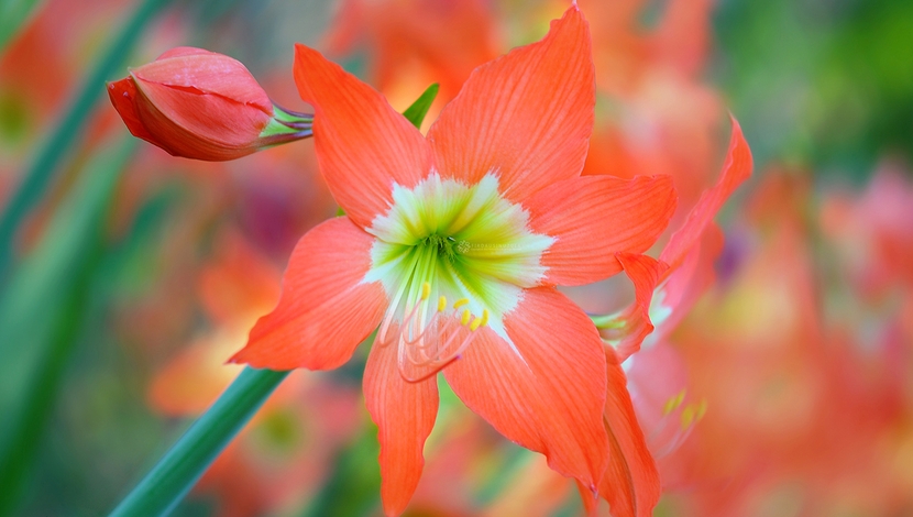 Kvetoucí hippeastrum - záblesk barvy