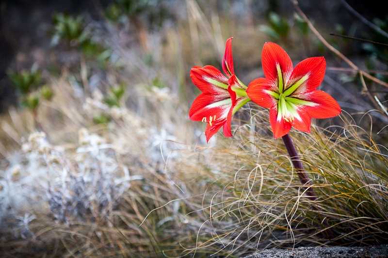 Hippeastrum Morelianum dobře snáší podmínky prostředí a je vhodný pro pěstování na zahradě