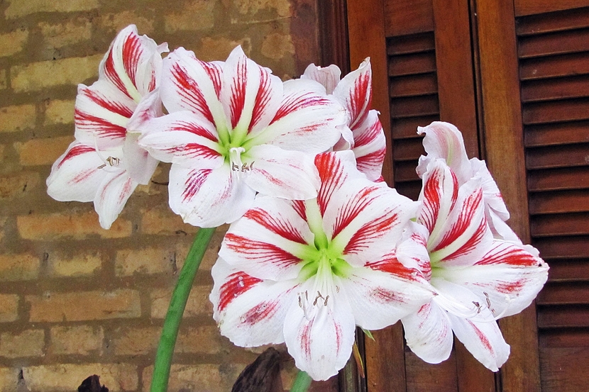 Velké světlé květy hippeastrumu v létě mohou jasně vyzdobit terasu, altán nebo balkony vašeho domova.
