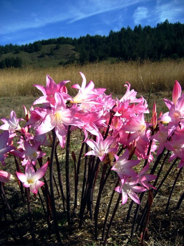 Charakteristický vzhled Hippeastrum Belladonna: špičaté okvětní lístky studené růžové barvy, ohnutý květ