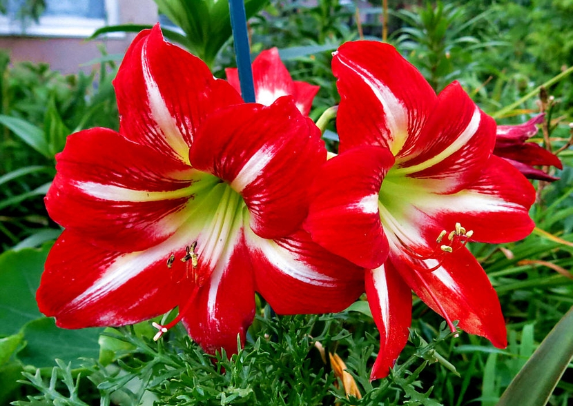 Hippeastrum jsou vytrvalé květiny, vysazují se do otevřené zahradní půdy na jaře, když se půda již zahřeje, a na zimu se vykopávají cibule