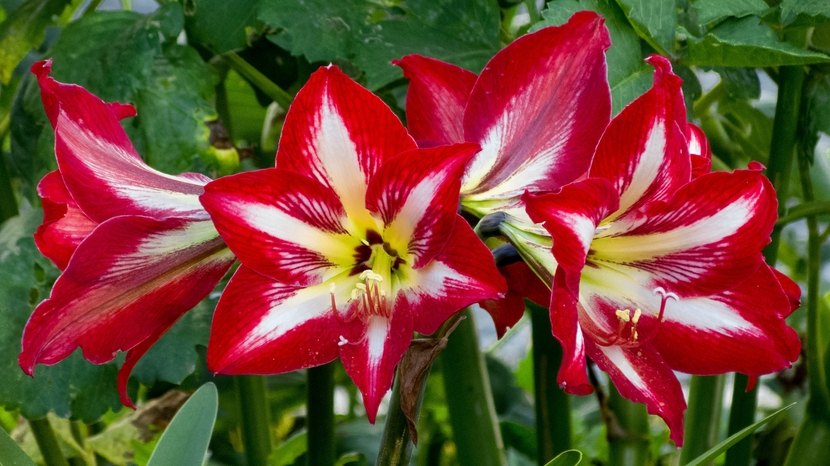 Hippeastrum je pojmenováno podle řeckých slov