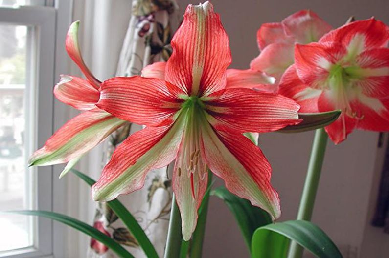 Häusliche Pflege für Hippeastrum