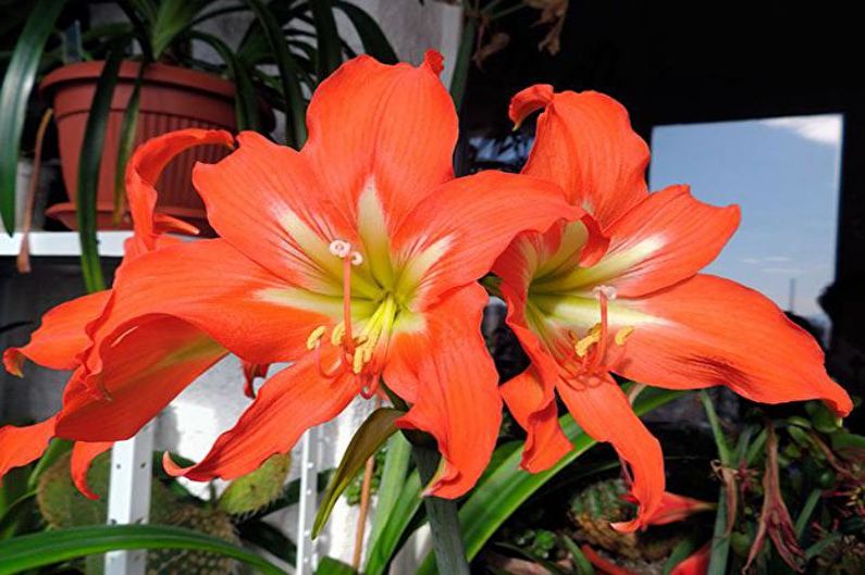 Häusliche Pflege für Hippeastrum