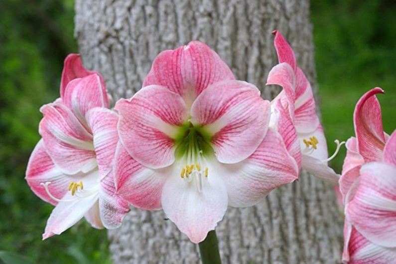 Hippeastrum im Garten pflegen