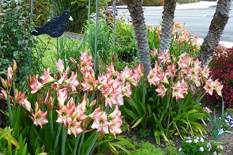 Hippeastrum im Garten pflegen