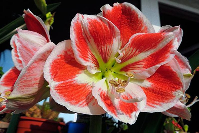 Hippeastrum im Garten pflegen