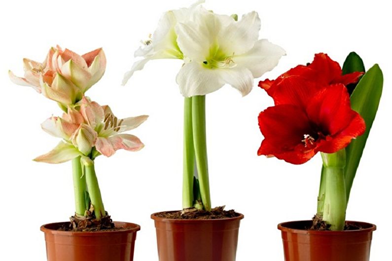 Hippeastrum - Spezies