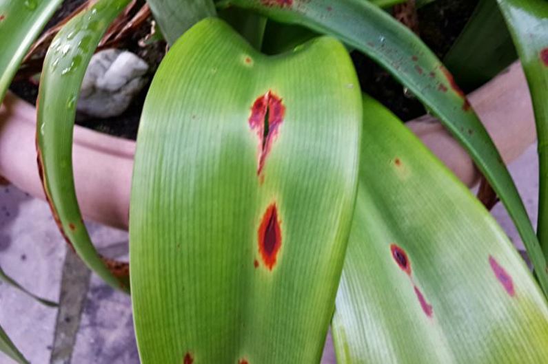 Hippeastrum - Krankheiten und Behandlung