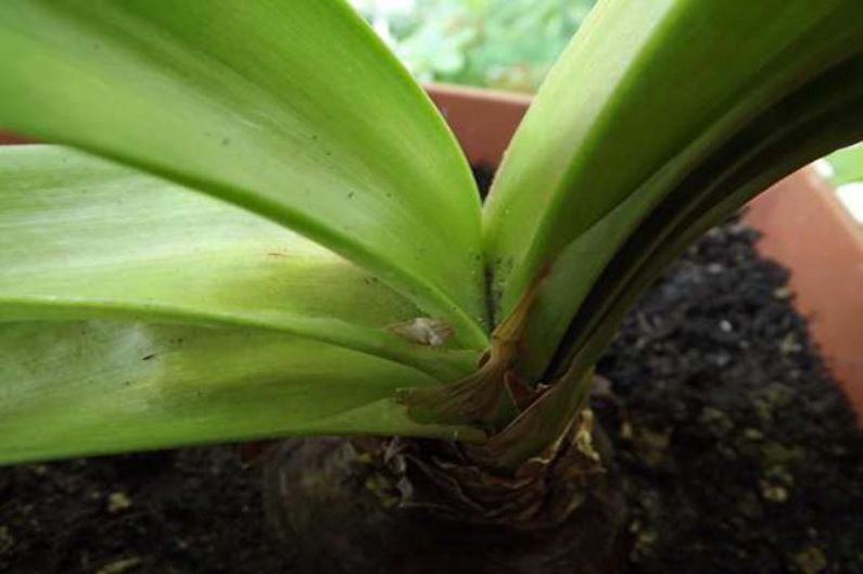 Hippeastrum - Ruhezeit