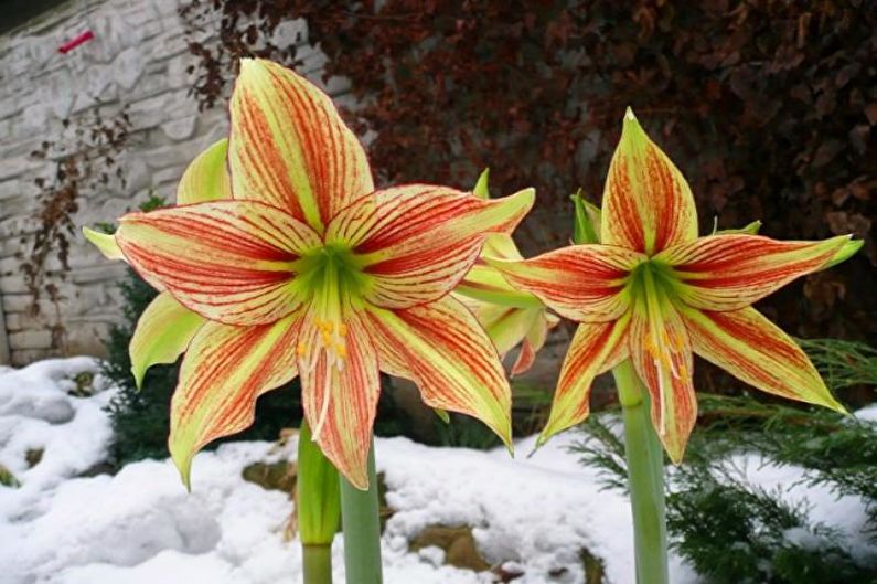 Hippeastrum - Spezies