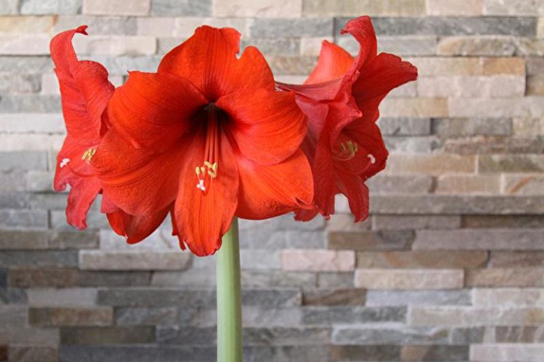 Hippeastrum - Foto