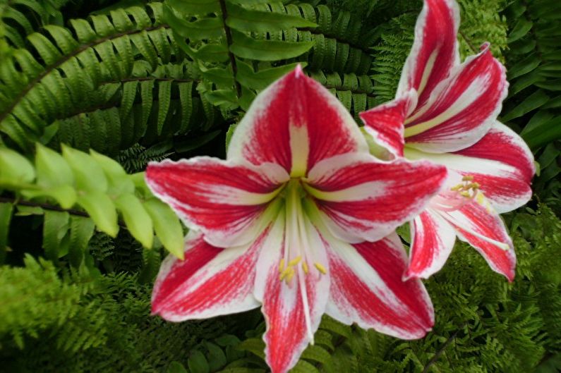 Hippeastrum - Foto