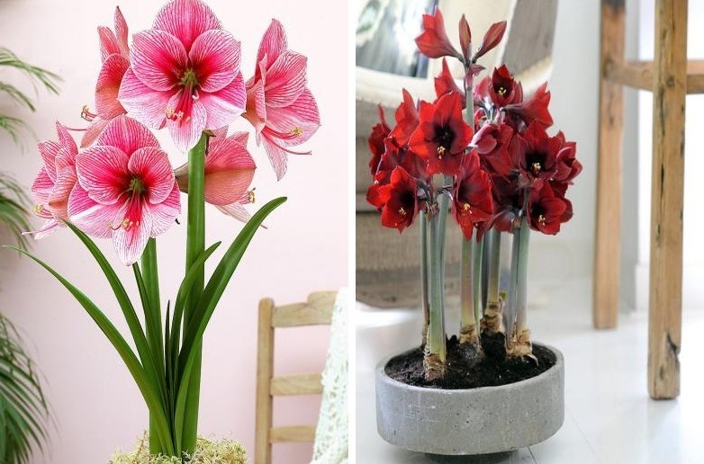 Hippeastrum - Foto