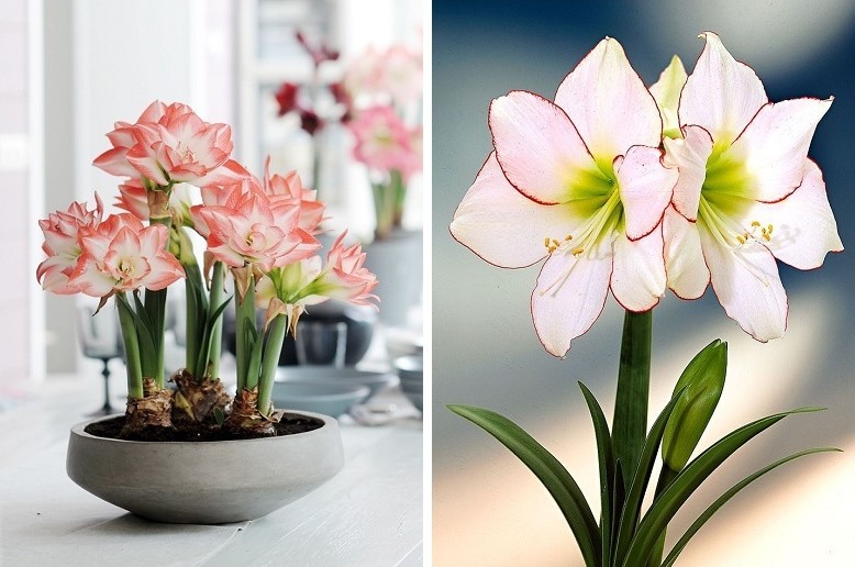 Hippeastrum - Spezies