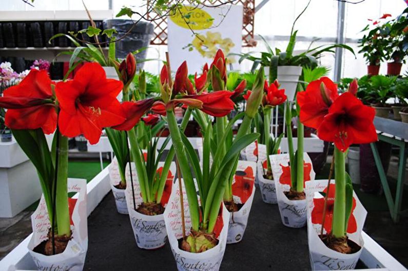 Hippeastrum - Fortpflanzungsmethoden