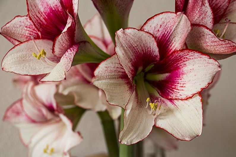 Hippeastrum (55 Fotos): Typen und Pflege