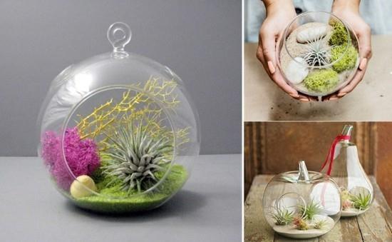 idées de terrarium en verre mini avec tillandsia