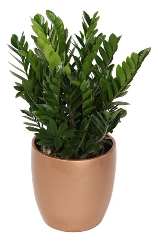 plantes d'intérieur de printemps chanceux petites pièces sombres claires zamioculcas zamiifolia