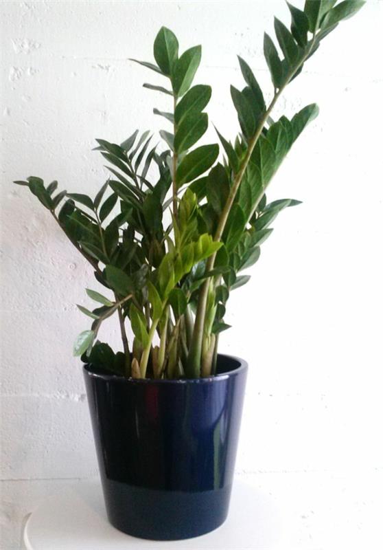 plantes d'intérieur de printemps chanceux peu de lumière zamioculcas zamiifolia