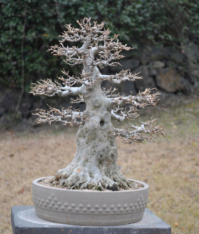 تمثال حجري لشجرة تشوكان مخروطية الشكل في حديقة يابانية