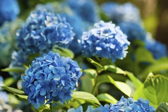 Jemné květenství hortenzie modré