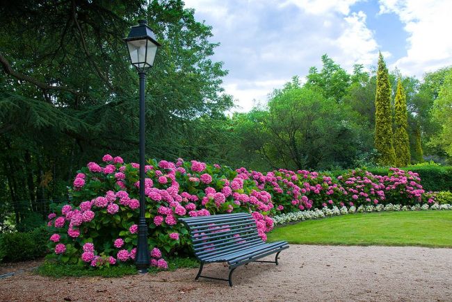Jasně růžové květy hortenzie vypadají velkolepě na pozadí svěží zeleně