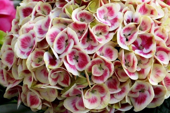 Květy hortenzie - jemné a pohádkově krásné