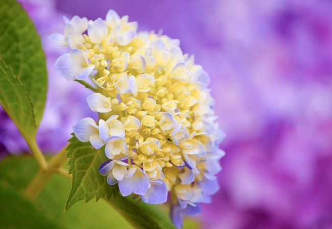 Nádherné žlutomodré květenství hortenzie