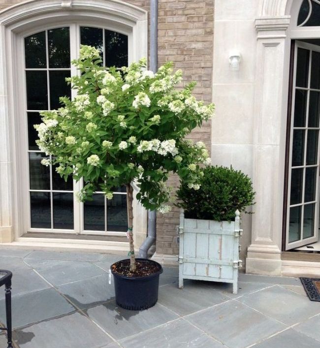 Baumartige Hortensie mit weißen Blüten