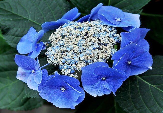 Unglaublich schöne Bluebird Hortensie