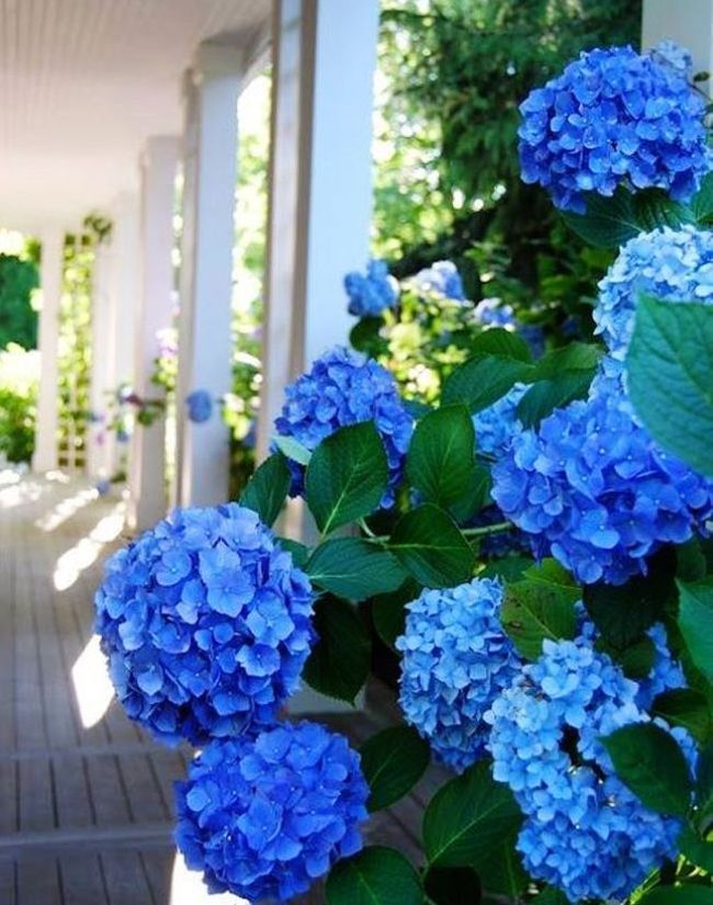 Gelockte Hortensie mit Blattstiel von saftiger blauer Farbe