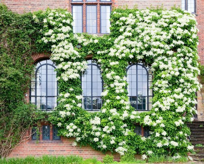 Krásná bílá hortenzie rámuje cihlovou zeď budovy