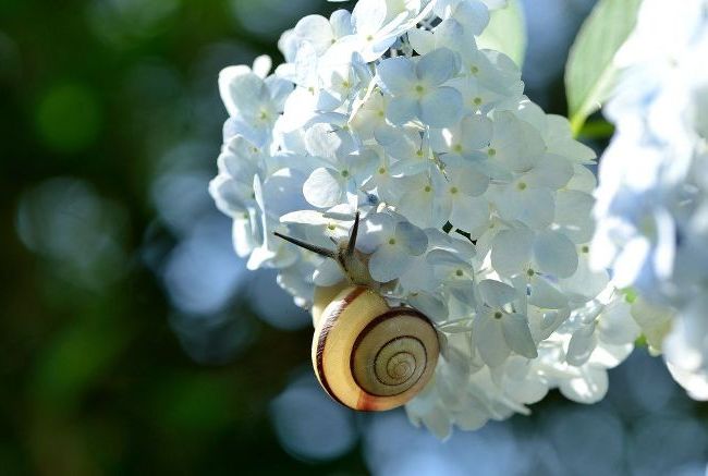 Großblättrige Hortensie mit weißen Blütenständen