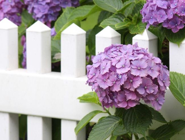 Weißer Zaun betont die Saftigkeit der lila Blume