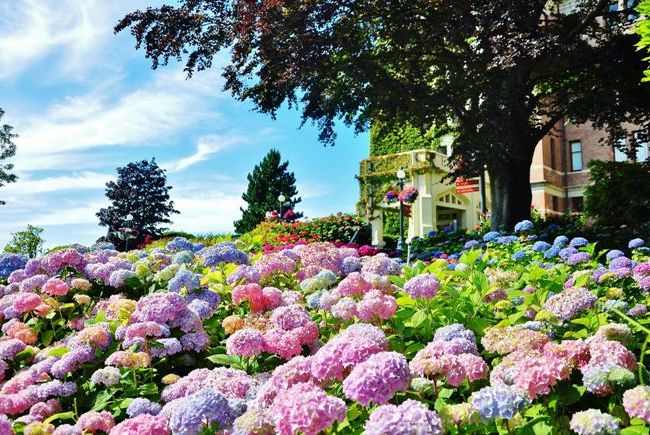 Bunte Hortensien sind zweifellos eine Dekoration der Landschaft