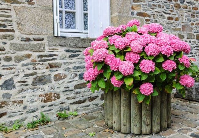 Hortensie sieht nicht nur in einem Blumenbeet toll aus, sondern auch in Töpfen.