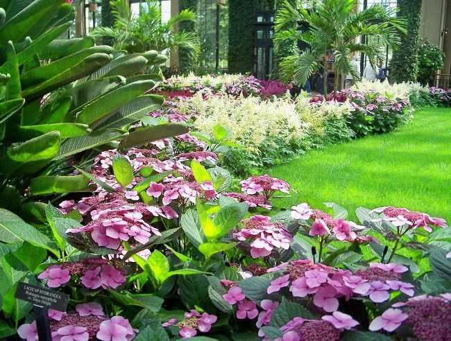 Hortensie liebt Feuchtigkeit, die Erde unter dem Busch sollte immer feucht sein