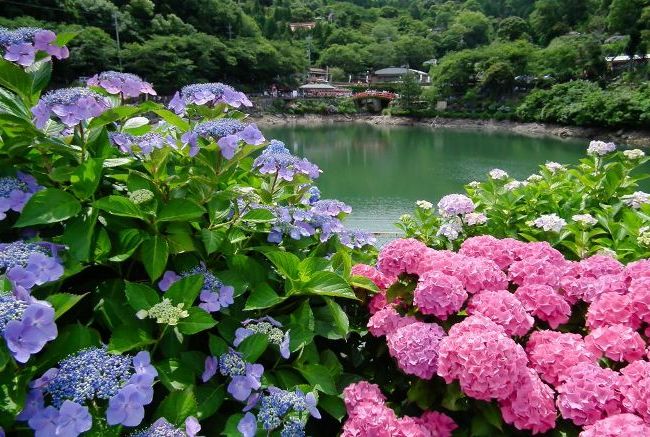 Hortensie verblüfft mit ihrer Schönheit und Farbvielfalt