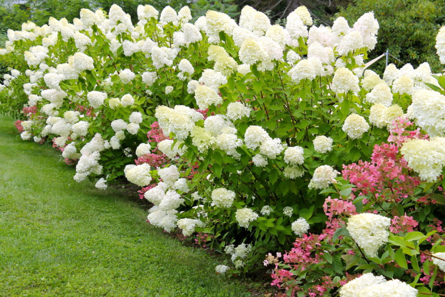 Hydrangea Limelight е отличен избор за градината