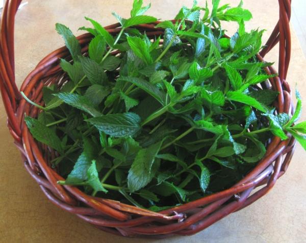 przygotowanie herbaty miętowej zdrowy tryb życia