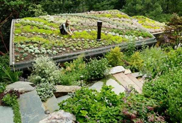 zielone warzywa dachowe zioła lecznicze