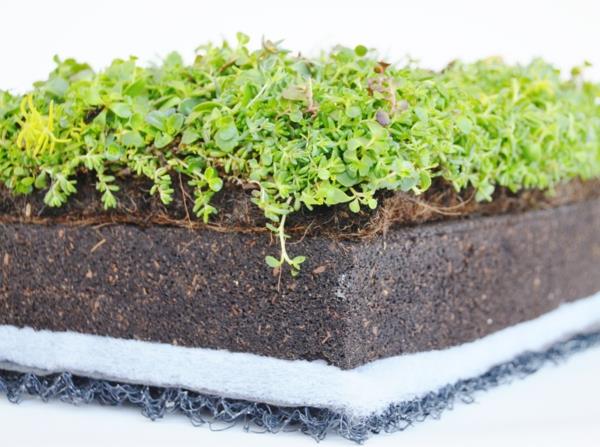 technologia zielonego dachu warstwa gleby