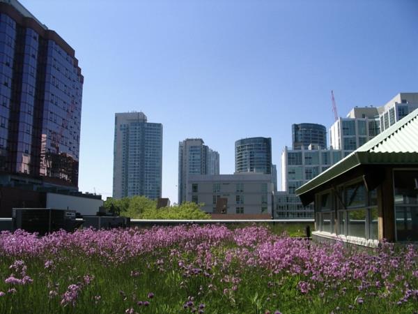zielony dach wieżowiec fioletowe kwiaty