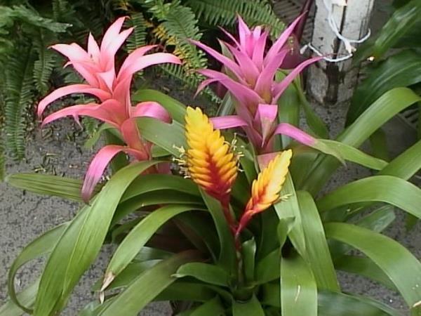 guzmania lingulata plantes d'intérieur à fleurs plantes en pot