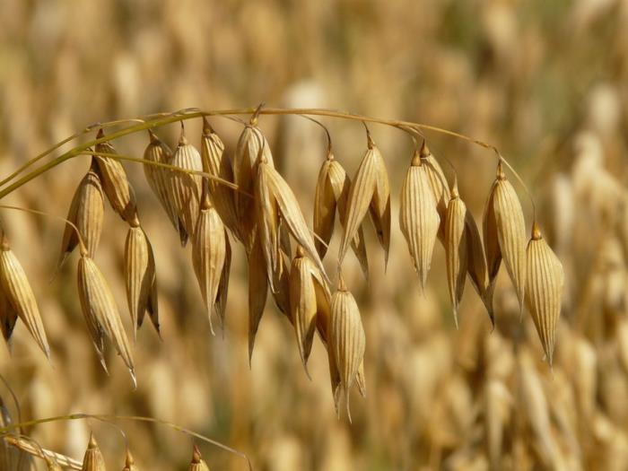 Idées de petit-déjeuner flocons d'avoine sains sur un bâton