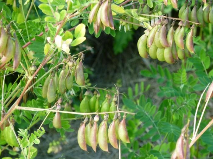 zioła lecznicze naturalne antybiotyki żywe zdrowe niedźwiedzie garnki3