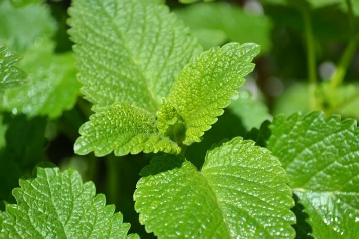 zioła lecznicze naturalne antybiotyki żyją zdrowa melisa3