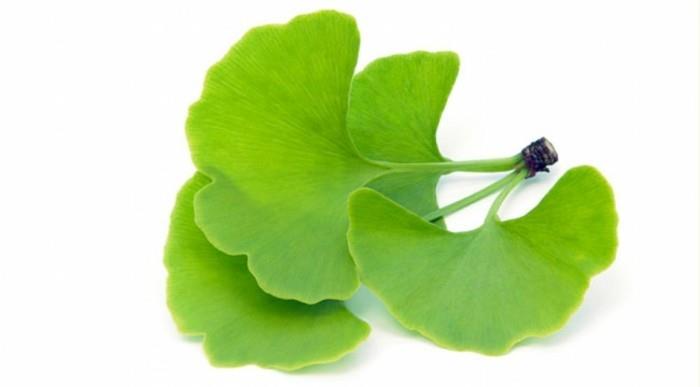 herbes médicinales vivent en bonne santé ginko biloba2