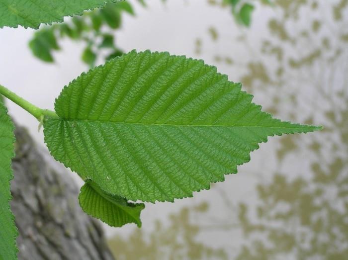 herbes médicinales vivent en bonne santé ginko orme rouge